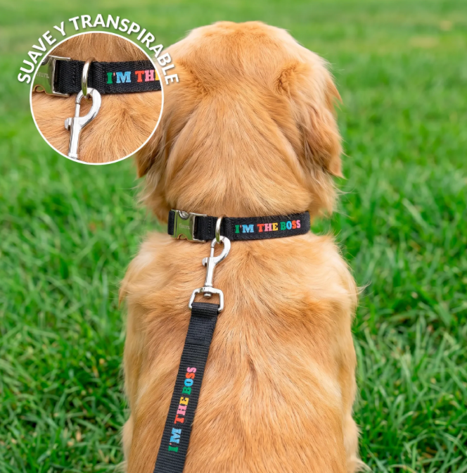 im the boss lead/collar - fisura